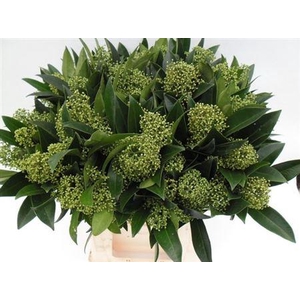 Skimmia Kew Green Pb