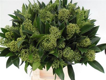 <h4>Skimmia Kew Green Pb</h4>