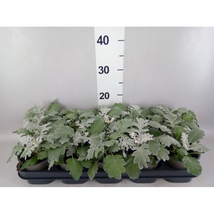 <h4>Jacobaea maritima</h4>