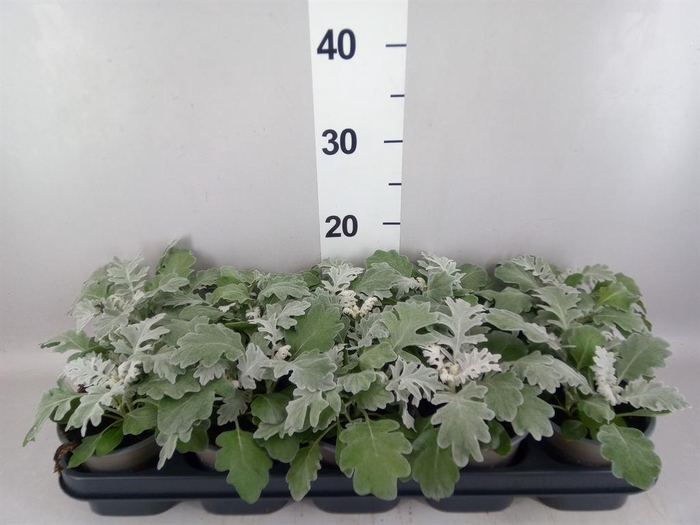 <h4>Jacobaea maritima</h4>