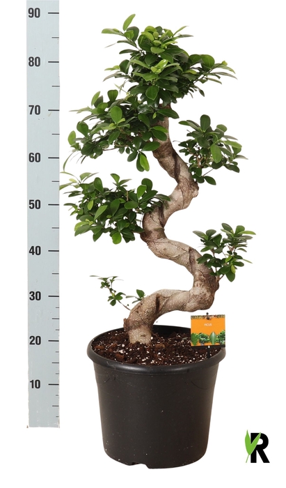 <h4>FIC MI GINSENG</h4>