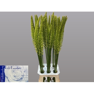 EREMURUS YELLOW REBE