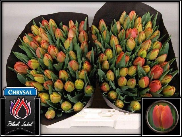 <h4>TU DU ICOON</h4>