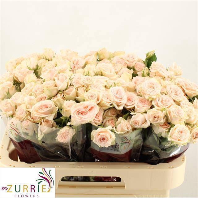 <h4>R TR SULAWESI!</h4>