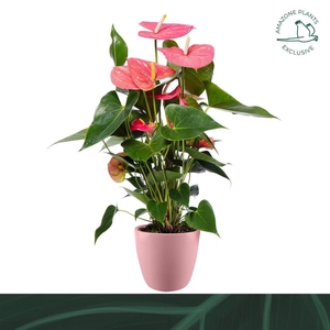 Anthurium roze keramiek 17cm