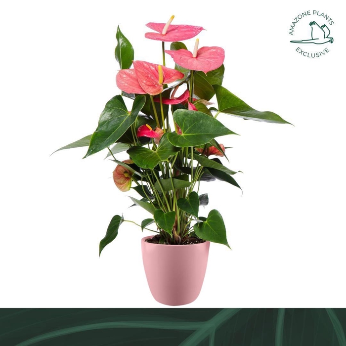 <h4>Anthurium roze keramiek 17cm</h4>
