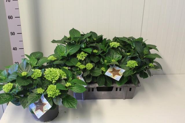 <h4>HYDR M EARLY</h4>