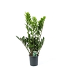 Zamioculcas zamiifolia