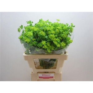 BUPLEURUM ROTUNDIFOL