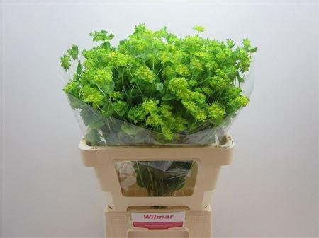 <h4>BUPLEURUM ROTUNDIFOL</h4>