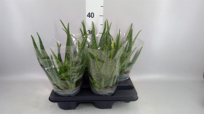 <h4>Aloe vera</h4>