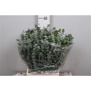 Euc Baby Blue Per Bunch 150 Gram