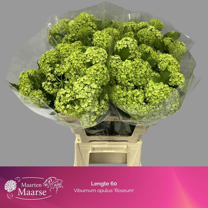 <h4>VIBURNUM ROSEUM ST</h4>