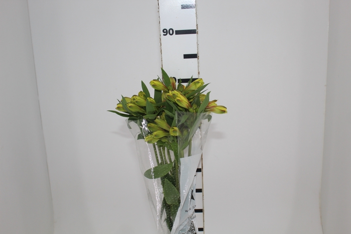 <h4>ALSTROEMERIA CARIBBEAN 080 CM</h4>