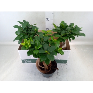 Ficus microcarpa 'Ginseng'
