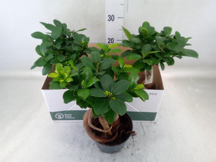 <h4>Ficus microcarpa 'Ginseng'</h4>