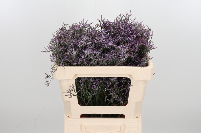 <h4>Lim Saf Lilac</h4>