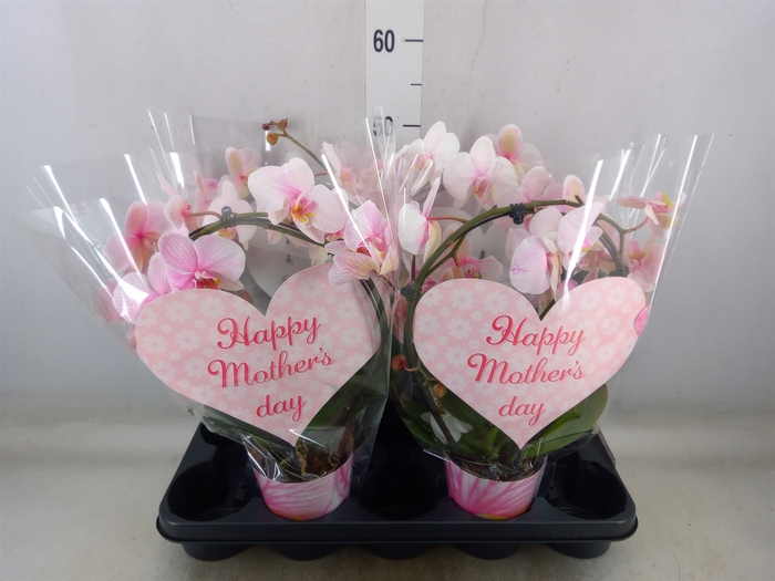 <h4>Phalaenopsis   ...</h4>