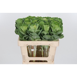 Brassica White Crane