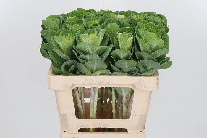 <h4>Brassica White Crane</h4>
