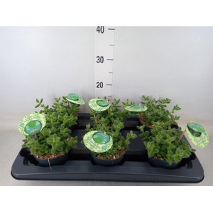 Delosperma echinatum