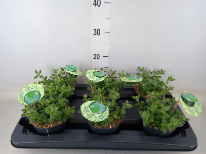 <h4>Delosperma echinatum</h4>