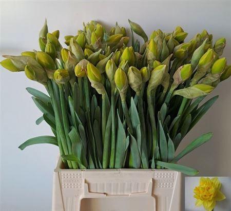 <h4>Narc Du Dick Wilden</h4>