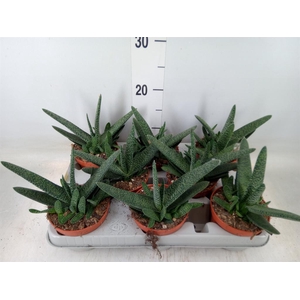 Gasteria carinata var. verrucosa