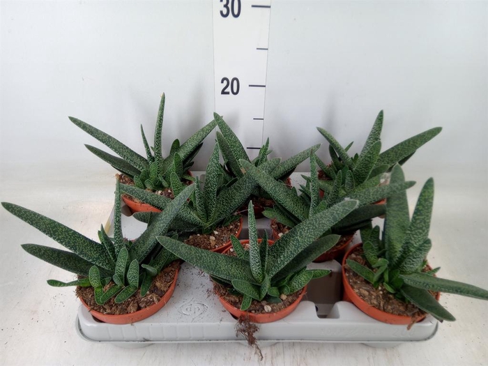 <h4>Gasteria carinata var. verrucosa</h4>
