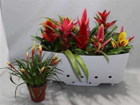 <h4>Bromelia Gem 10 Srt</h4>