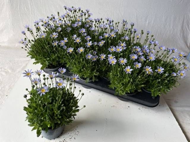 <h4>FELI AM FELICIT BLUE</h4>