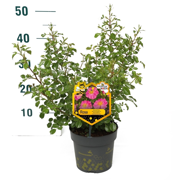 <h4>Rosa 'Pink' - Struik - P17 - Bijenweelde</h4>