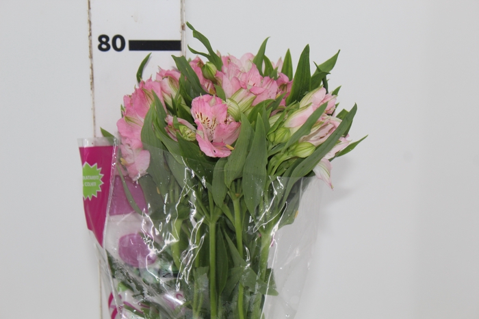 <h4>ALSTROEMERIA DUBAI 080 CM</h4>