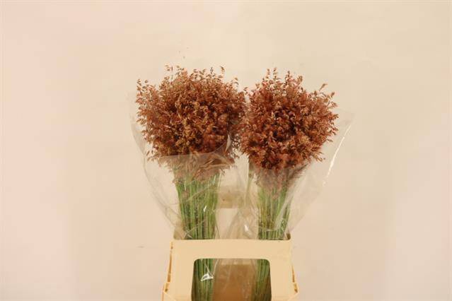 <h4>CALAMAGROSTIS BRACHY</h4>