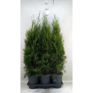 Thuja occid. 'Smaragd'