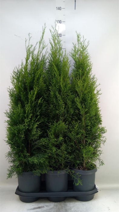 <h4>Thuja occid. 'Smaragd'</h4>