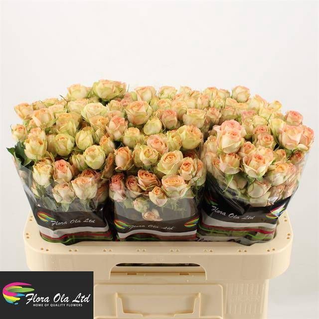 <h4>R Tr Azore Flora Ola</h4>