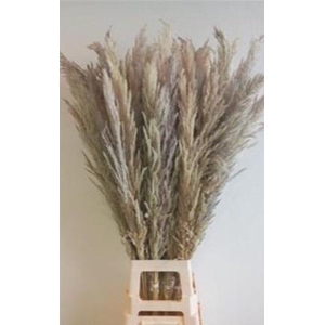 CORTADERIA EVITA NATUREL X8 P.BS