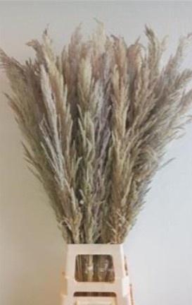 <h4>CORTADERIA EVITA NATUREL X80 (10X8) P.BL</h4>