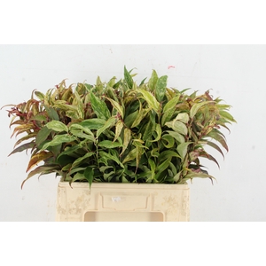 LEUCOTHOE FONT RAINB 060CM