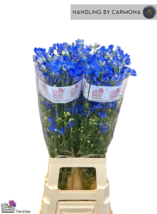 <h4>DELPH EN FASHION BLU</h4>
