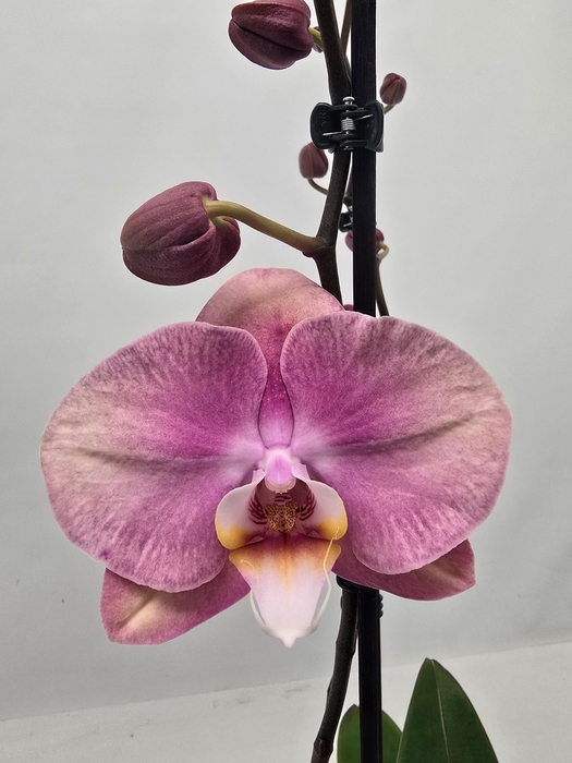 <h4>Limited 48 week 18</h4>