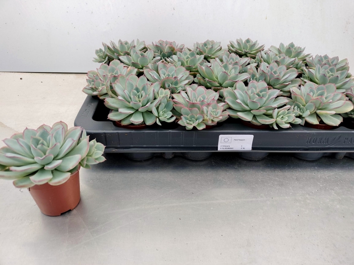 <h4>ECHEV ZONDER BLOEM</h4>