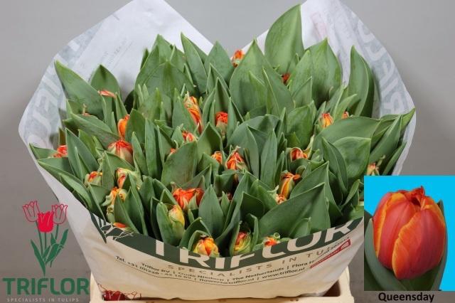 <h4>TU DU QUEENSDAY</h4>