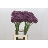 Allium Purple Mystery
