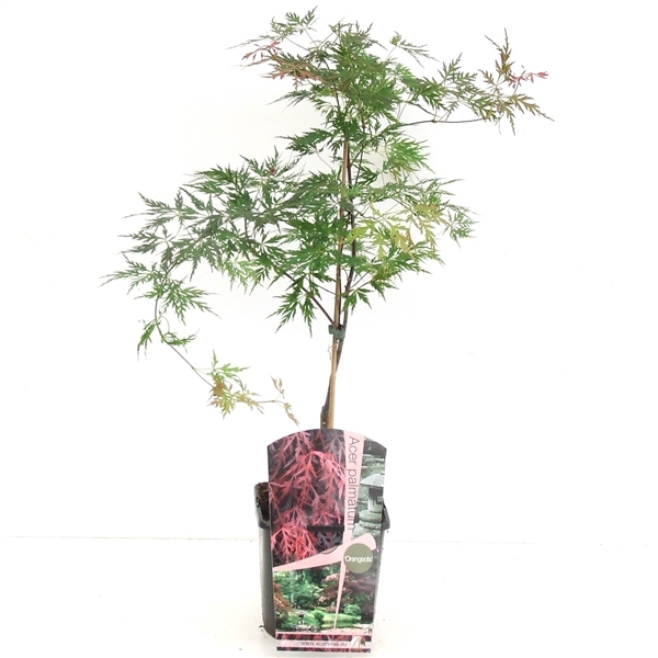 <h4>Acer palmatum 'Orangeola' P19</h4>