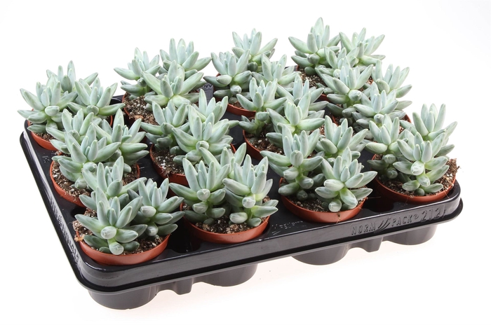 <h4>Pachyphytum compactum</h4>