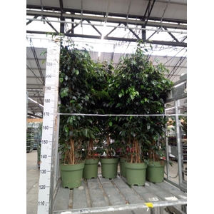 Ficus benja. 'Danielle'