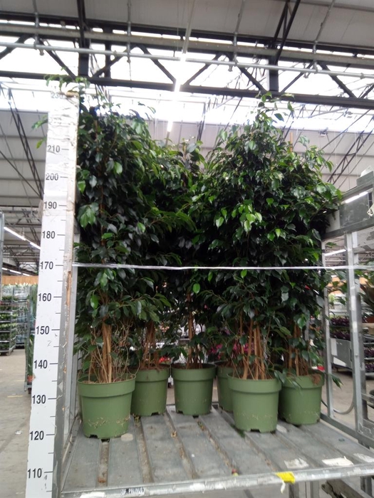 <h4>Ficus benja. 'Danielle'</h4>