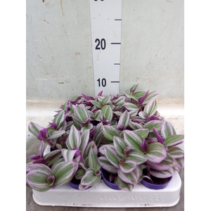 Tradescantia albif. 'Nanouk'